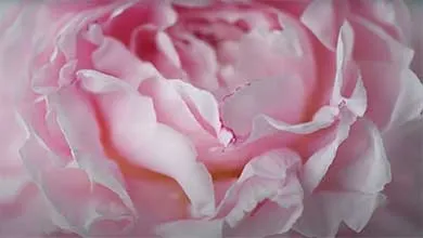 Pink rose